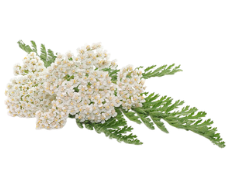 Yarrow